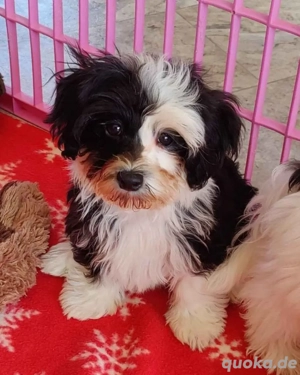 Reinrassige Havaneser-Welpen mit stammbsun  Bild 3