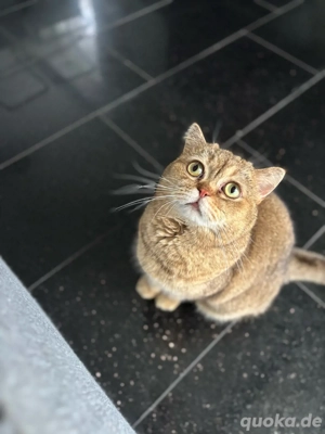 zum Verschenken!!! BKH Kater sucht liebevolles Zuhause