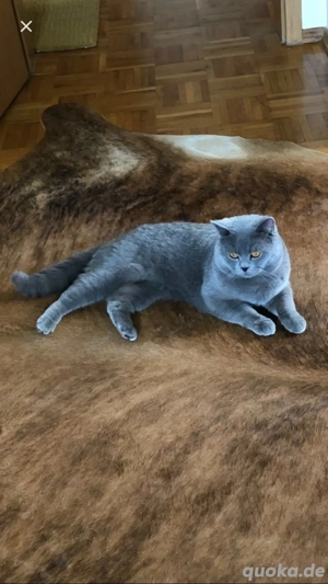 BKH Deckkater blau mit Stammbaum (kein Verkauf)