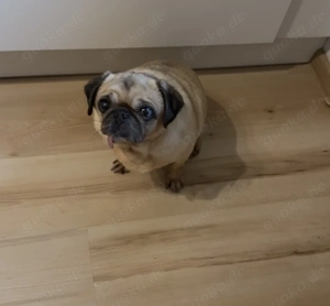 Shiva ältere Dame sucht neues Zuhause