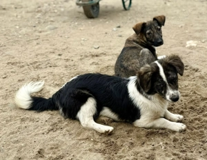 Koda wünscht sich einfach nur ein liebevolles Zuhause 