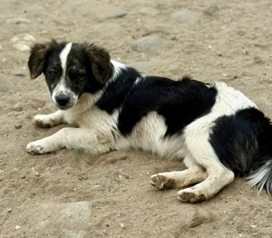 Koda wartet auf seine glückliche Zukunft 