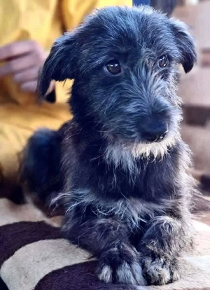 Milo - aufgeweckt & fröhlich Bild 2