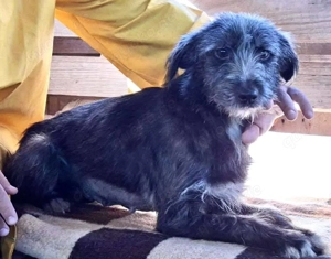 Milo - aufgeweckt & fröhlich Bild 3