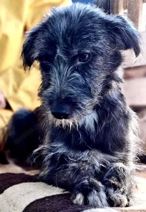 Milo - aufgeweckt & fröhlich Bild 4