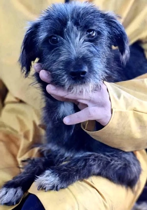 Milo - aufgeweckt & fröhlich Bild 9