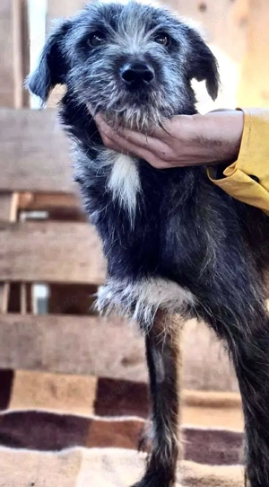 Milo - aufgeweckt & fröhlich Bild 8