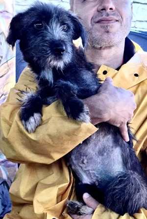 Milo - aufgeweckt & fröhlich Bild 5