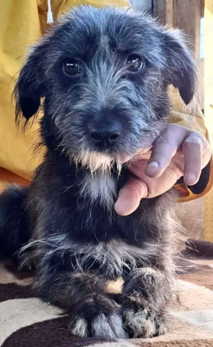 Milo - aufgeweckt & fröhlich Bild 10