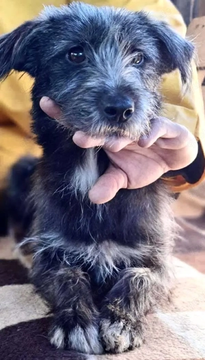 Milo - aufgeweckt & fröhlich Bild 6