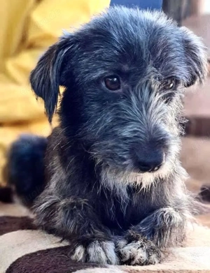 Milo - aufgeweckt & fröhlich Bild 7