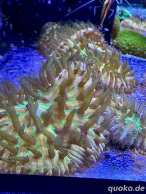 Fungia Rainbow Koralle