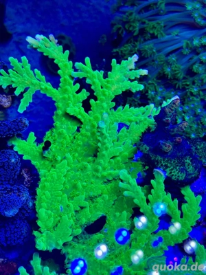 Acropora sp. Toxic Green Koralle