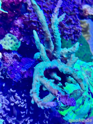 Acropora sp. Blue Green Koralle