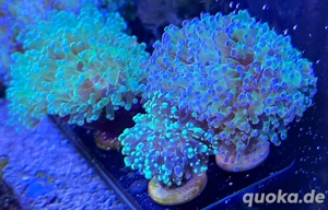 Euphyllia Paradivisa Korallen