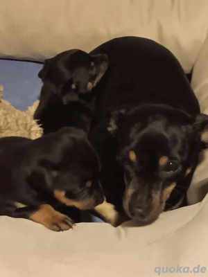 Zwergpinscher Welpen suchen ein neues Zuhause 