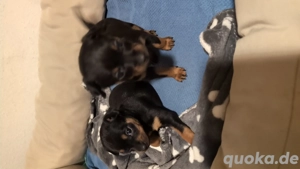 Zwerkpinscher Welpe sucht ein neues zuhause 