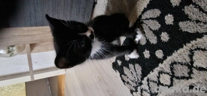 katze schwarz und ein kleiner  spritzer weiß 