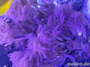 Zartgefiederte Straußenkoralle Anthelia sp. Meerwasser Aquarium Koralle 