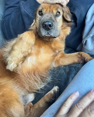 Alf unkomplizierter Anfängerhund 40 cm     wartet In 82284