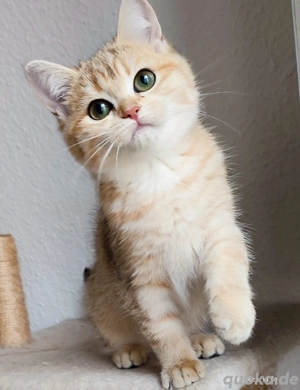 BKH goldene Katze Gabrielle