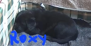 Labradoodle Welpen Rüde und Mädchen vom 17.09.25