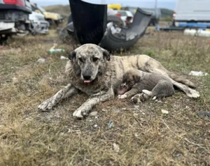 Freundliche Hündin Lycka sucht einen Platz zum Ankommen