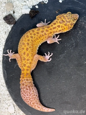 Leopardgecko Weibchen Bild 5