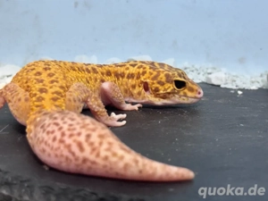 Leopardgecko Weibchen Bild 2
