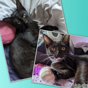 2 Junge Kater suchen ein tolles Zuhause! 