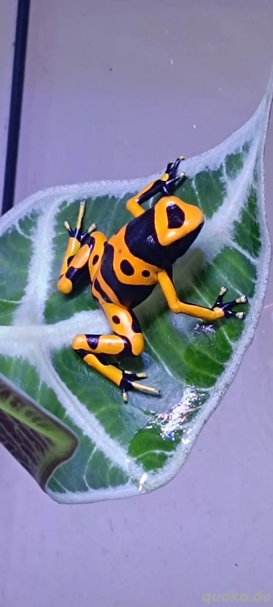 Dentrobates Leucomelas