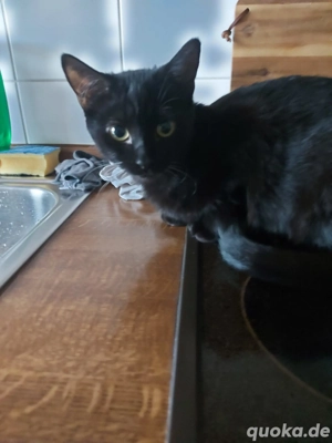 Sphynx Mädchen mit Fell Bild 3