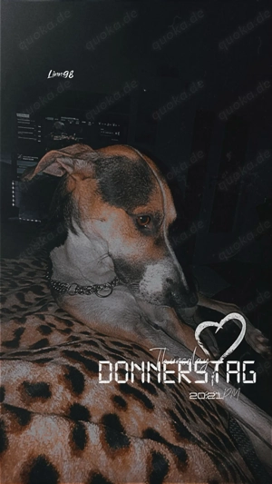 Rüde in liebevolle Hände zu geben Bild 2