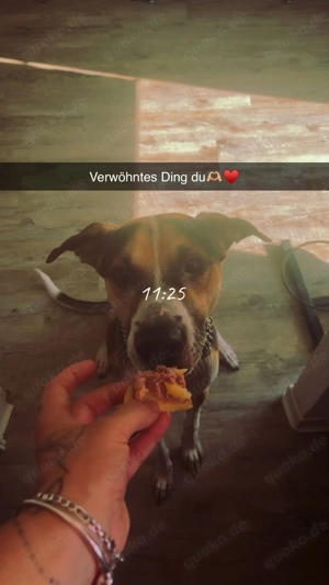 Rüde in liebevolle Hände zu geben