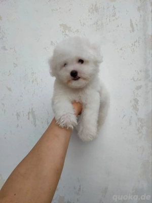 Bichon Frisé