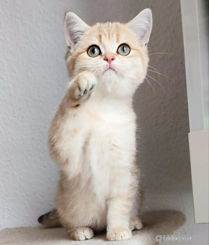 BKH goldene Kittens Gina und Gabrielle