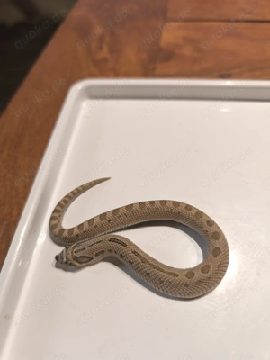 Hakennasennatter Anaconda het Lavender