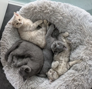 Katzenkitten Brittischkurzhaar 