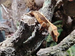 Pet only 0.1 Kronengecko Harlequin 