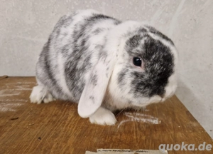 zwergkaninchen