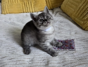 Wunderschöne BKH Kitten 