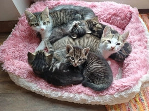 Süße Katzenbabys suchen ihr neues Zuhause