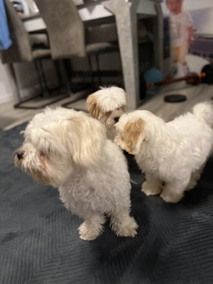 Zwei Havaneser Hündinnen