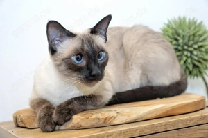 Reinrassige Siam Kitten erwartet - Abgabe Januar 2026 - für Allergiker geeignet 