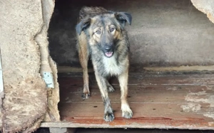 Sparky - ein Hund zum Verlieben