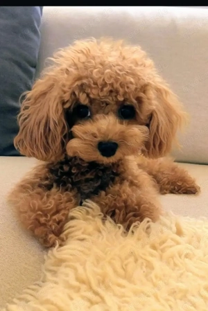 Toypudel Traumhündin Pudel Hündin 