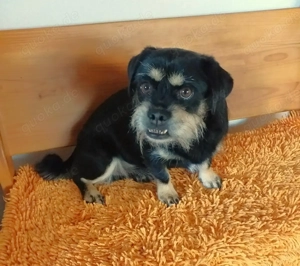 Mischlingsrüde Fritz sucht sein Zuhause