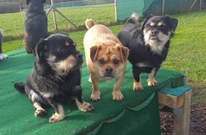 Dackelmix "Michel" sucht ein Zuhause Bild 9