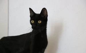 Pina   die sanfte, schwarze Schönheit sucht ein Zuhause