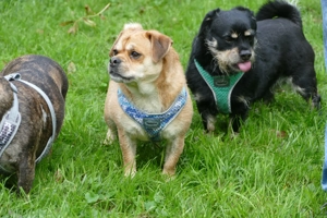 Dackelmix "Michel" sucht ein Zuhause Bild 10